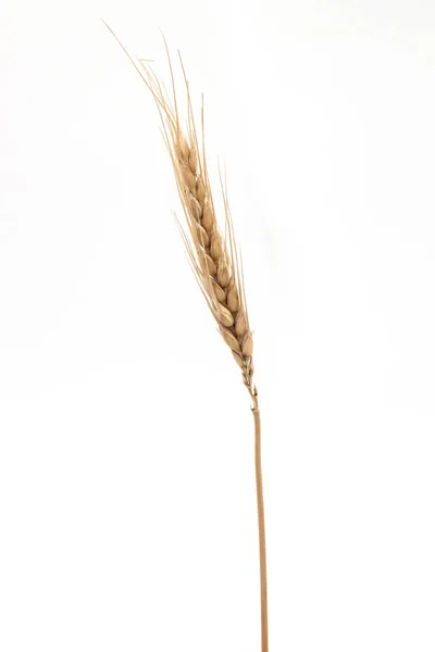 Ear Barley White Background — Stock Photo, Image