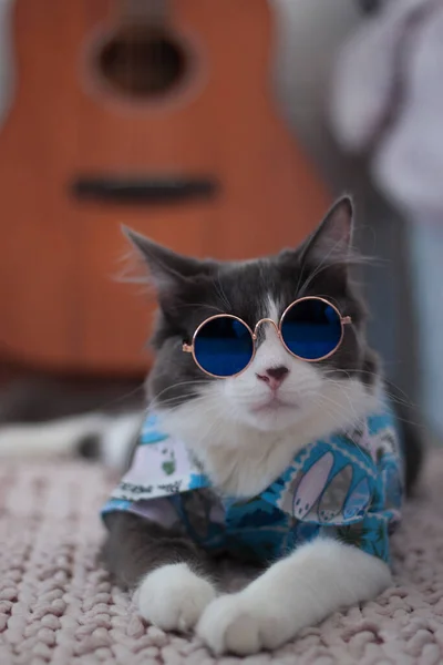 Κατοικίδια Μεσαία Τρίχα Γάτα Χαβανέζικο Πουκάμισο Φορώντας Γυαλιά Ηλίου Ξαπλωμένη — Φωτογραφία Αρχείου