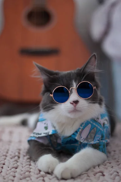 Gato Doméstico Pelo Medio Camisa Hawaiana Con Gafas Sol Tumbado — Foto de Stock