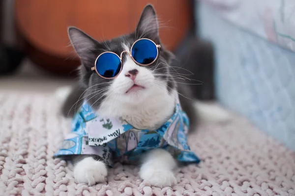 Domestic Medium Hair Cat Hawaiian Shirt Wearing Sunglasses Lying Relaxing — Stock Photo, Image