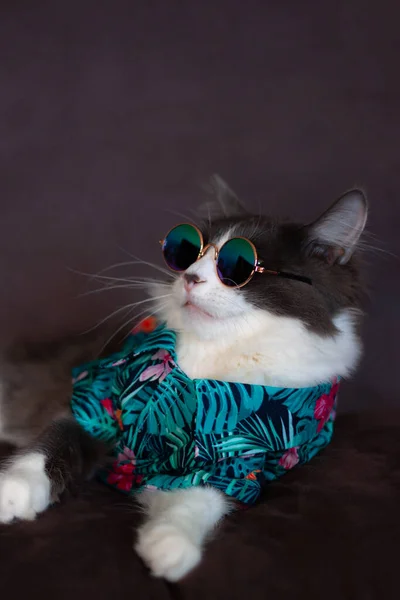 夏の熱帯花の国内中毛猫サングラスを身に着けているシャツは毛皮のウールカーペットに横たわってリラックスします 背景がぼやけている 屋内でリラックスした国内猫 — ストック写真