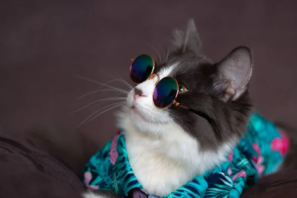 Gato Pelo Medio Doméstico Verano Camisa Flores Tropicales Con Gafas — Foto de Stock