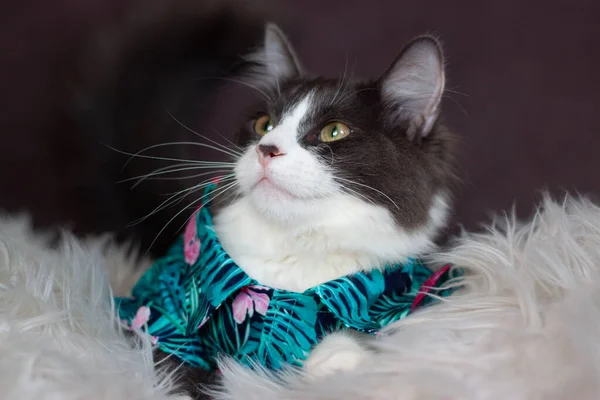 Domestic Medium Hair Cat Summer Tropical Flowers Shirt Wearing Sunglasses — Stock Photo, Image