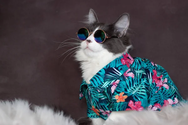 Domestic Medium Hair Cat Summer Tropical Flowers Shirt Wearing Sunglasses — Stock Photo, Image