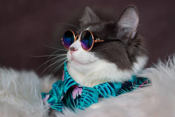 Domestic Medium Hair Cat Summer Tropical Flowers Shirt Wearing Sunglasses — Stock Photo, Image