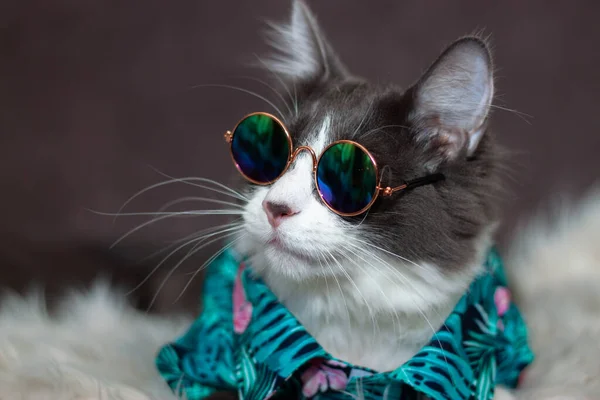 Domácí Střední Vlasy Kočka Letní Tropické Květiny Košile Nosí Sluneční — Stock fotografie