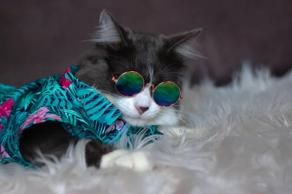 Gato Pelo Medio Doméstico Verano Camisa Flores Tropicales Con Gafas — Foto de Stock