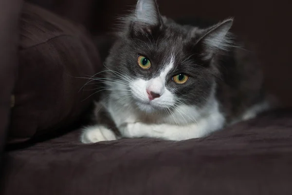 Doméstico Gato Cabelo Médio Deitado Relaxante Tapete Fundo Desfocado Relaxado — Fotografia de Stock