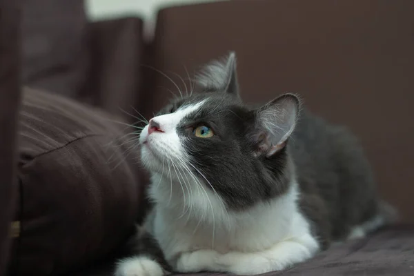 Doméstico Gato Cabelo Médio Deitado Relaxante Tapete Fundo Desfocado Relaxado — Fotografia de Stock