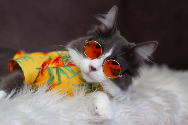 Domácí Střední Vlasy Kočka Žluté Letní Košili Nosí Sluneční Brýle — Stock fotografie