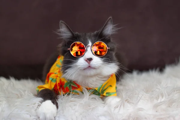 Heimische Mittelhaarige Katze Gelbem Sommerhemd Mit Sonnenbrille Liegt Und Entspannt — Stockfoto