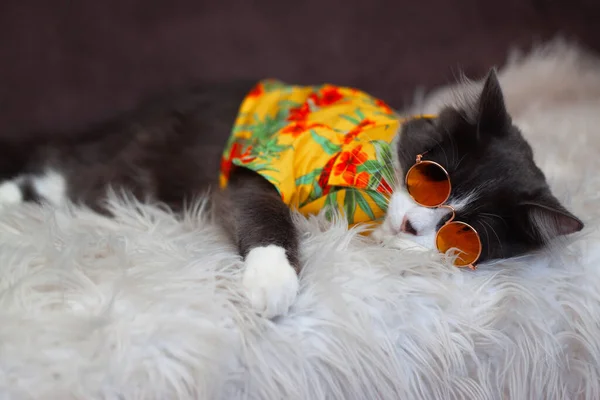 Heimische Mittelhaarige Katze Gelbem Sommerhemd Mit Sonnenbrille Liegt Und Entspannt — Stockfoto