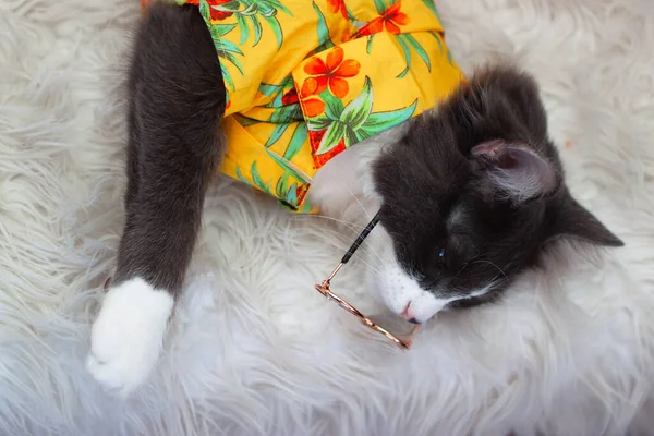 Domestic Medium Hair Cat Yellow Summer Shirt Wearing Sunglasses Lying — Stock Photo, Image