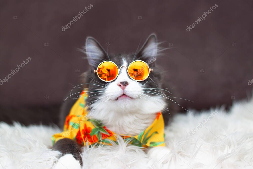 Domestic medium hair cat in yellow summer shirt wearing sunglasses lying and relaxing on Fur Wool Carpet. Blurred background. Relaxed domestic cat at home, indoor