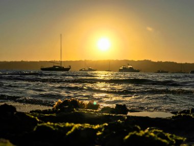 Günbatımında yatlar ve motorlu tekneler Sidney, Avustralya 'daki Watsons körfezine yanaştı.
