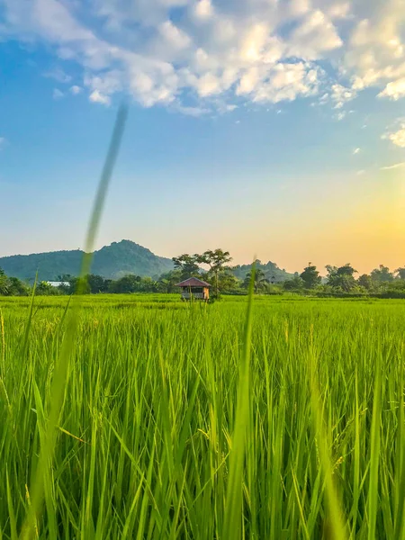 Beautiful Rice Field Background Blue Sky Chiang Rai Province Northern — Stock Photo, Image