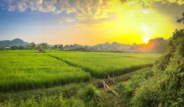泰国北部清莱省美丽的稻田背景蓝天 — 图库照片