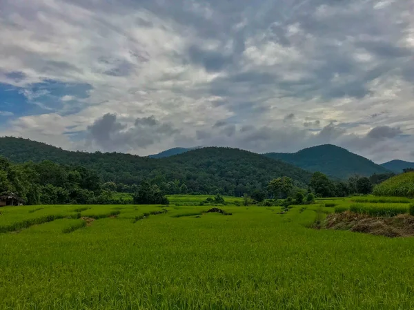 Prachtige Rijstveld Achtergrond Blauwe Lucht Chiang Rai Provincie Noord Thailand — Stockfoto