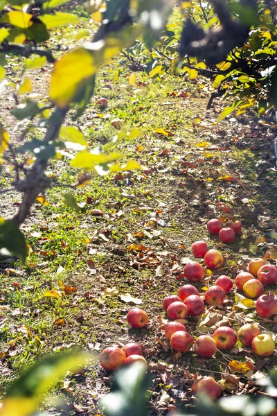 Czerwone Jabłka Trawie Leżące Pod Jabłonią — Zdjęcie stockowe