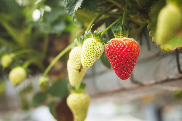新鲜成熟的有机草莓挂在一个盛开的花园的绿叶背景的容器上 模糊的美容院背景 — 图库照片