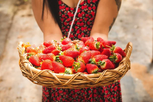 Close Mujer Asiática Sosteniendo Una Cesta Mimbre Llena Fresas Orgánicas — Foto de Stock