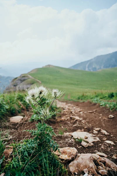 Campo flores montanhas viagens aventura natureza liberdade — Fotografia de Stock