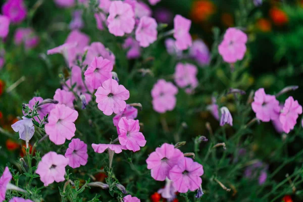 Blommor dekoration botaniska trädgård växter natur närbild — Stockfoto