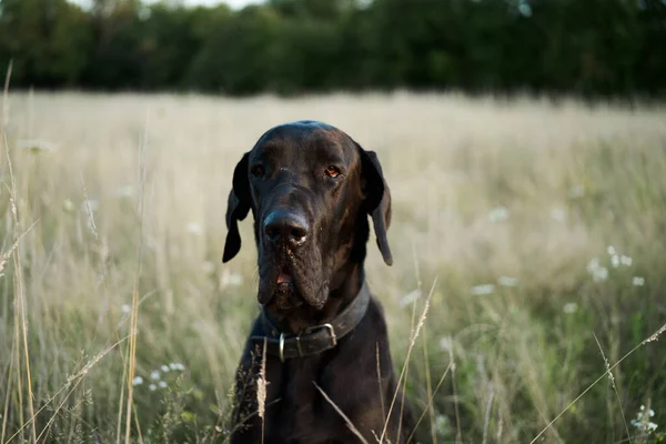 Черный чистокровный пес в поле летом — стоковое фото