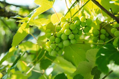 Yeşil üzümler doğayı terk eder yaz organik doğal ürünü