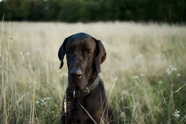 Черный чистокровный пес в поле летом — стоковое фото