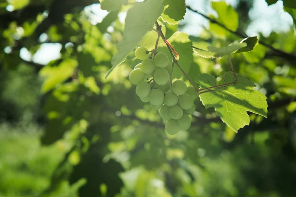 Green grapes leaves nature summer organic natural product — Stock Photo, Image