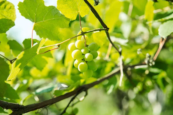 Πράσινα σταφύλια φύλλα φύση καλοκαίρι βιολογικό φυσικό προϊόν — Φωτογραφία Αρχείου