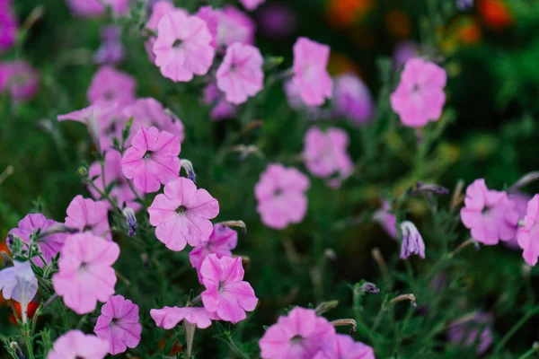 Blommor dekoration botaniska trädgård växter natur närbild — Stockfoto