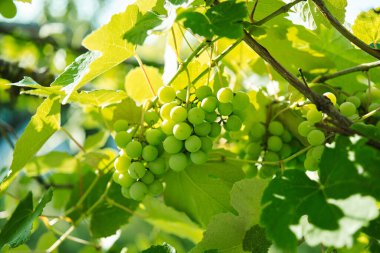 Yeşil üzümler doğayı terk eder yaz organik doğal ürünü