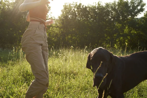 Donna allegra che gioca con un cane in un campo in natura in estate — Foto Stock