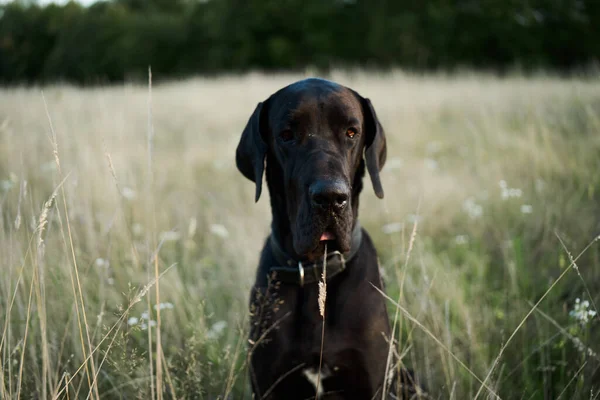 Black purebred dog in a field outdoors summer — Stock Photo, Image