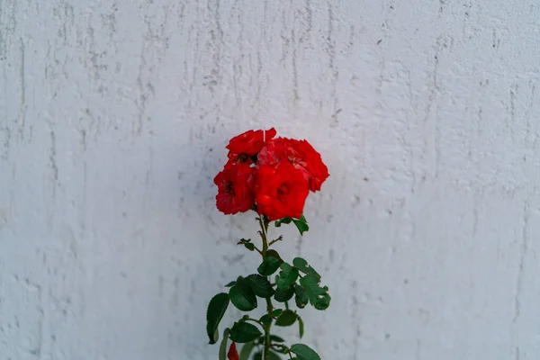 Röda blommor bukett nära väggen natur — Stockfoto