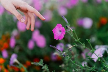 Çiçek sokağının dekorasyonuna uzanır.