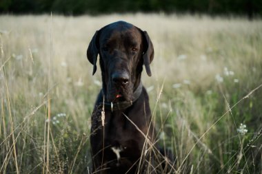 Yazın açık bir arazide siyah safkan köpek.