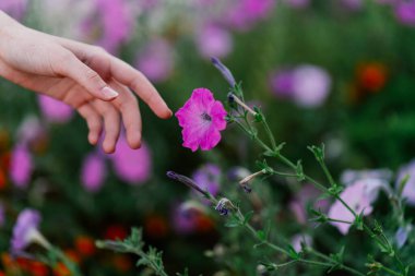 Çiçek sokağının dekorasyonuna uzanır.