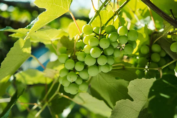Grapes green leaves plants nature sun summer — Stock Photo, Image