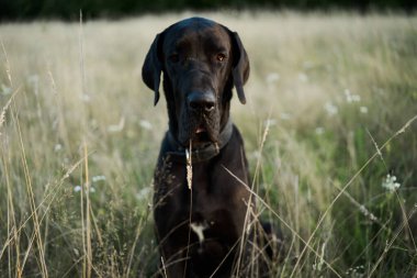 Yazın açık bir arazide siyah safkan köpek.
