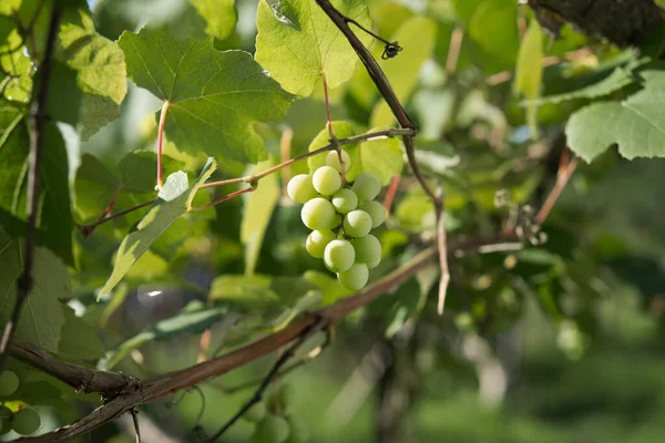 Grapes green leaves plants nature sun summer — Stock Photo, Image