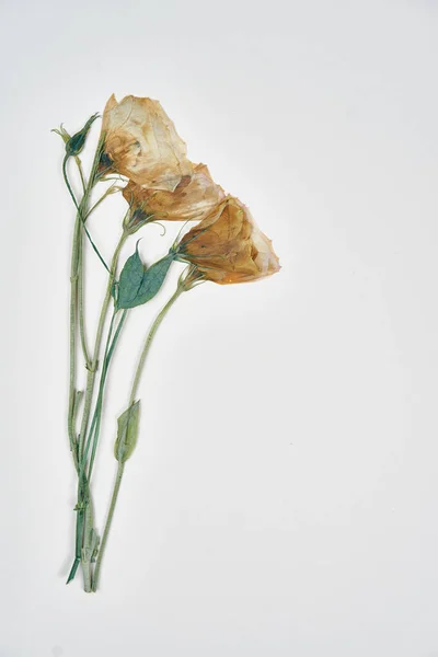 Bukett blommor dekoration ekologisk gåva bröllop — Stockfoto