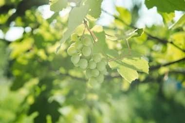 Yeşil üzümler doğayı terk eder yaz organik doğal ürünü