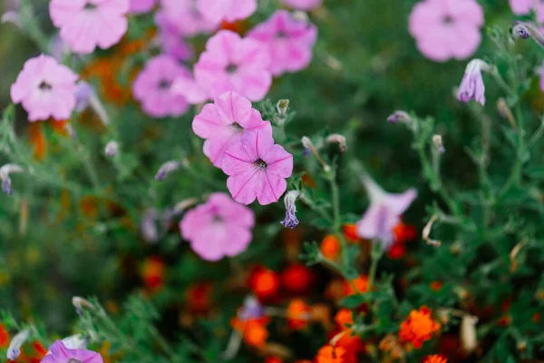 Flores roxas arbusto jardim natureza decoração close-up — Fotografia de Stock