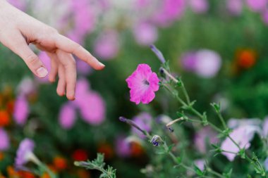 Çiçek sokağındaki çalılar bitki yetiştiriyor.