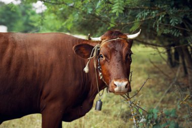 Kırsal alanda inek. Hayvan memelisi.