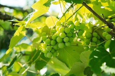 Yeşil üzümler doğayı terk eder yaz organik doğal ürünü