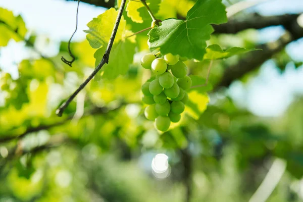 Green grapes leaves nature summer organic natural product — Stock Photo, Image